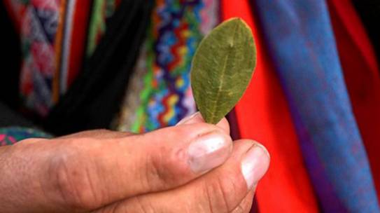 Obispos de Bolivia lamentan muertes en conflicto por plan de erradicación de coca