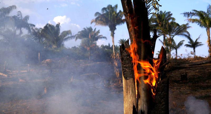 Árbol quemado en la Amazonía